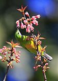 Orange-bellied Leafbirdborder=